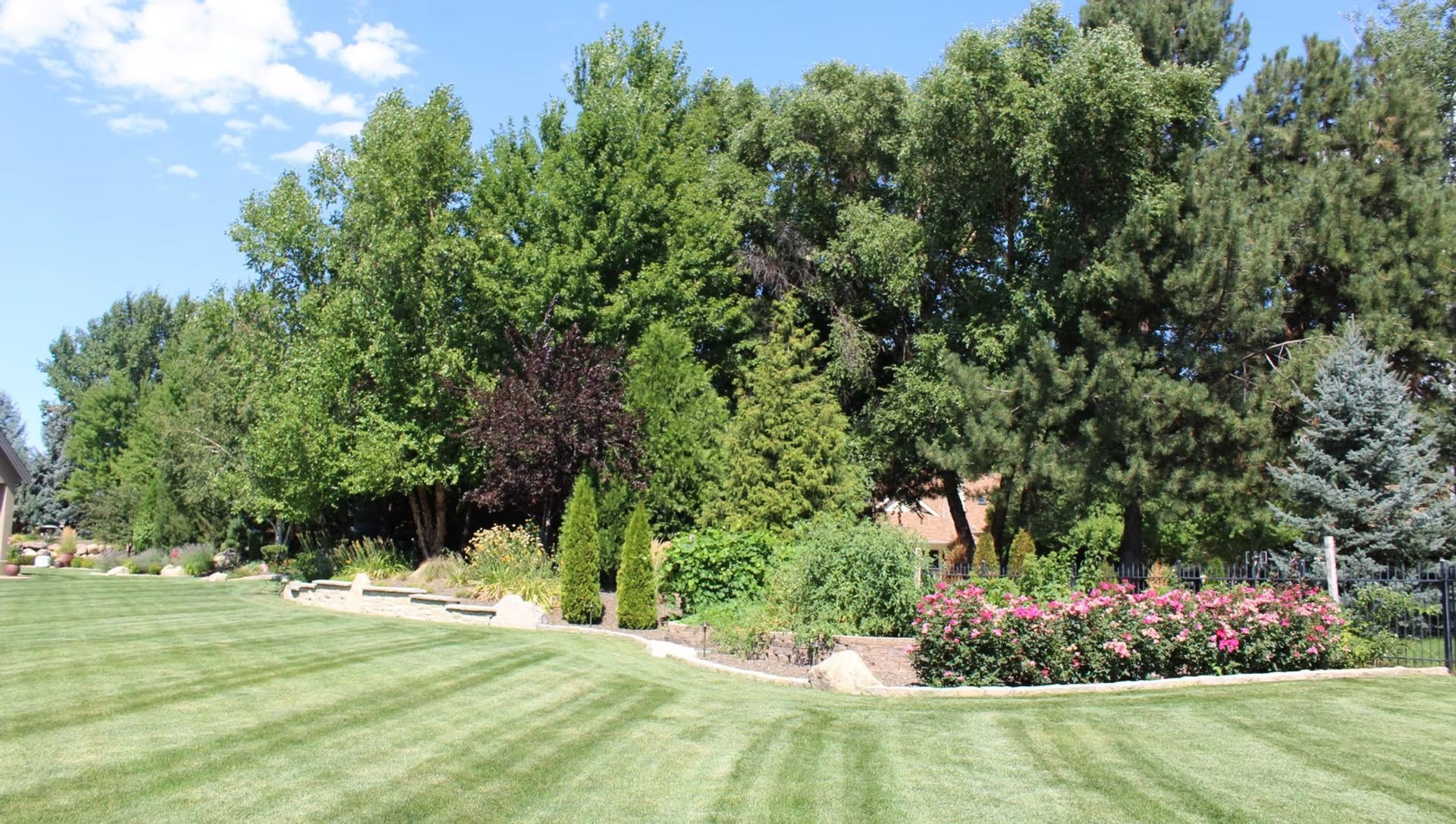 Lush green park lawn with tall trees and pink flowering shrubs on a sunny day