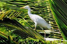 Egret-Prowl