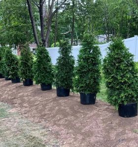 A row of potted trees in a yard next to a white fence.