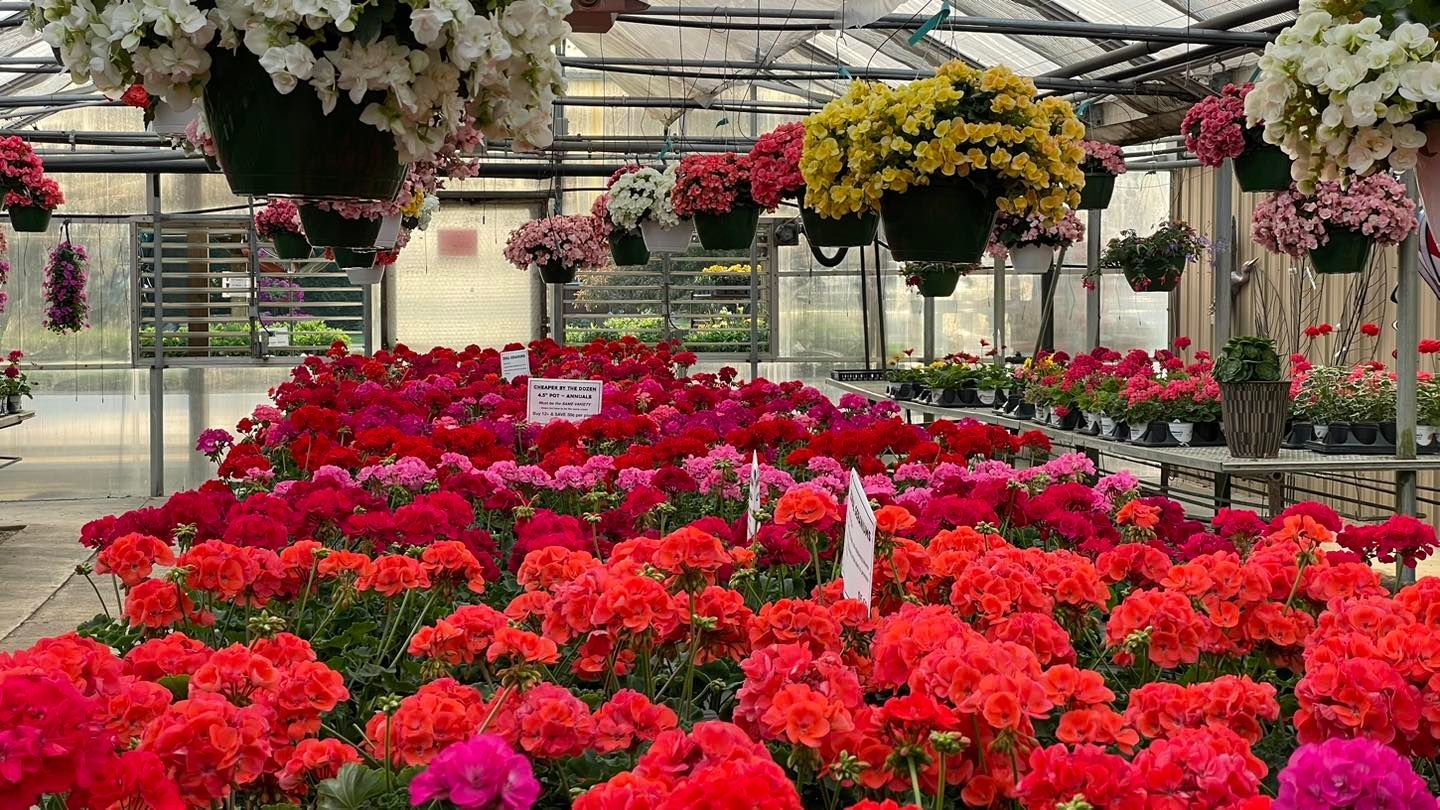 Greenhouse Hartman's Towne & Country Greenhouse Manitowoc WI