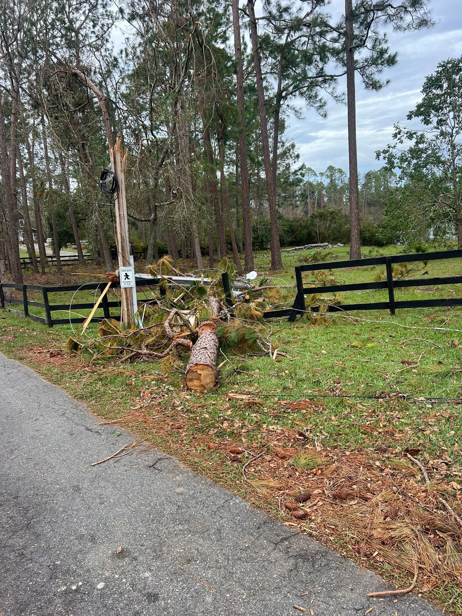 A fallen tree rests against a black fence in a grassy area next to a paved road, debris scattered on the ground.