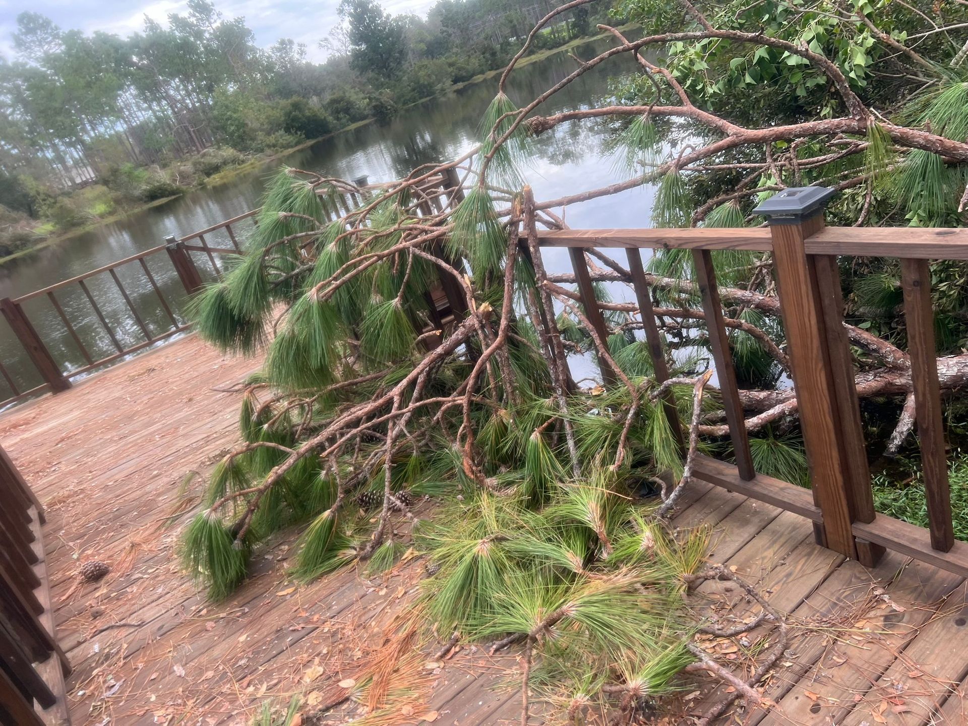 A downed pine tree limb rests across the wooden railing and deck of a waterfront pier.