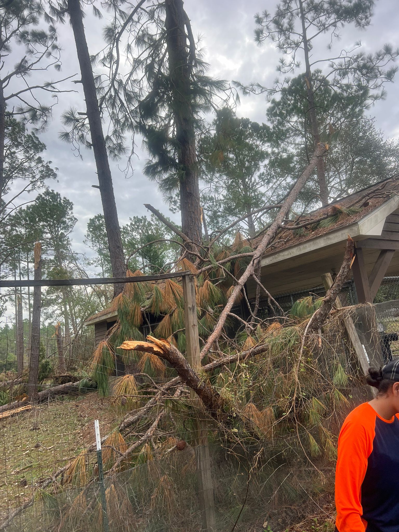 A large fallen tree rests on top of a building’s roof amid debris and scattered branches after a storm.