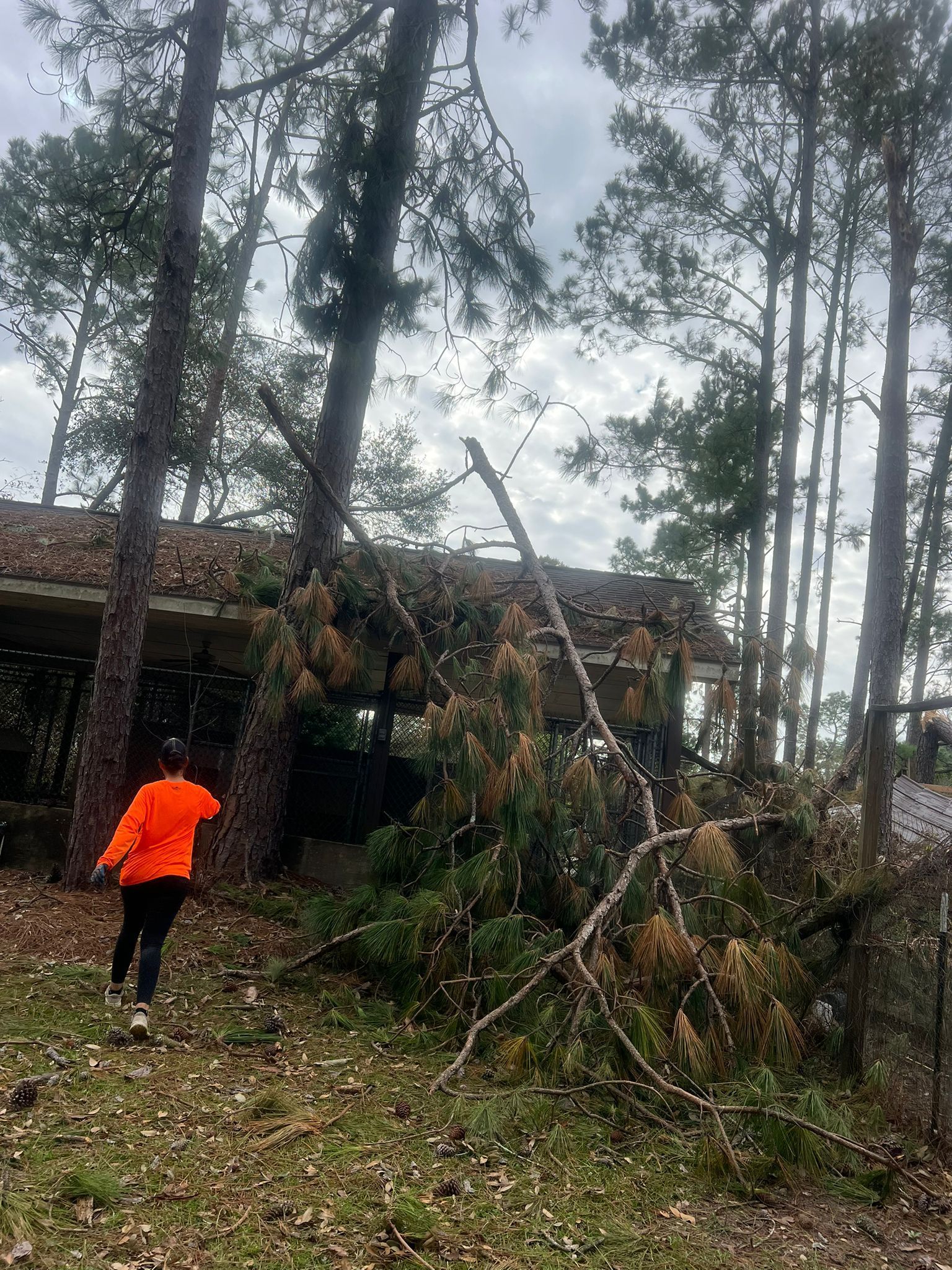 A person in a bright orange jacket walks toward a house damaged by a fallen tree in a wooded area.