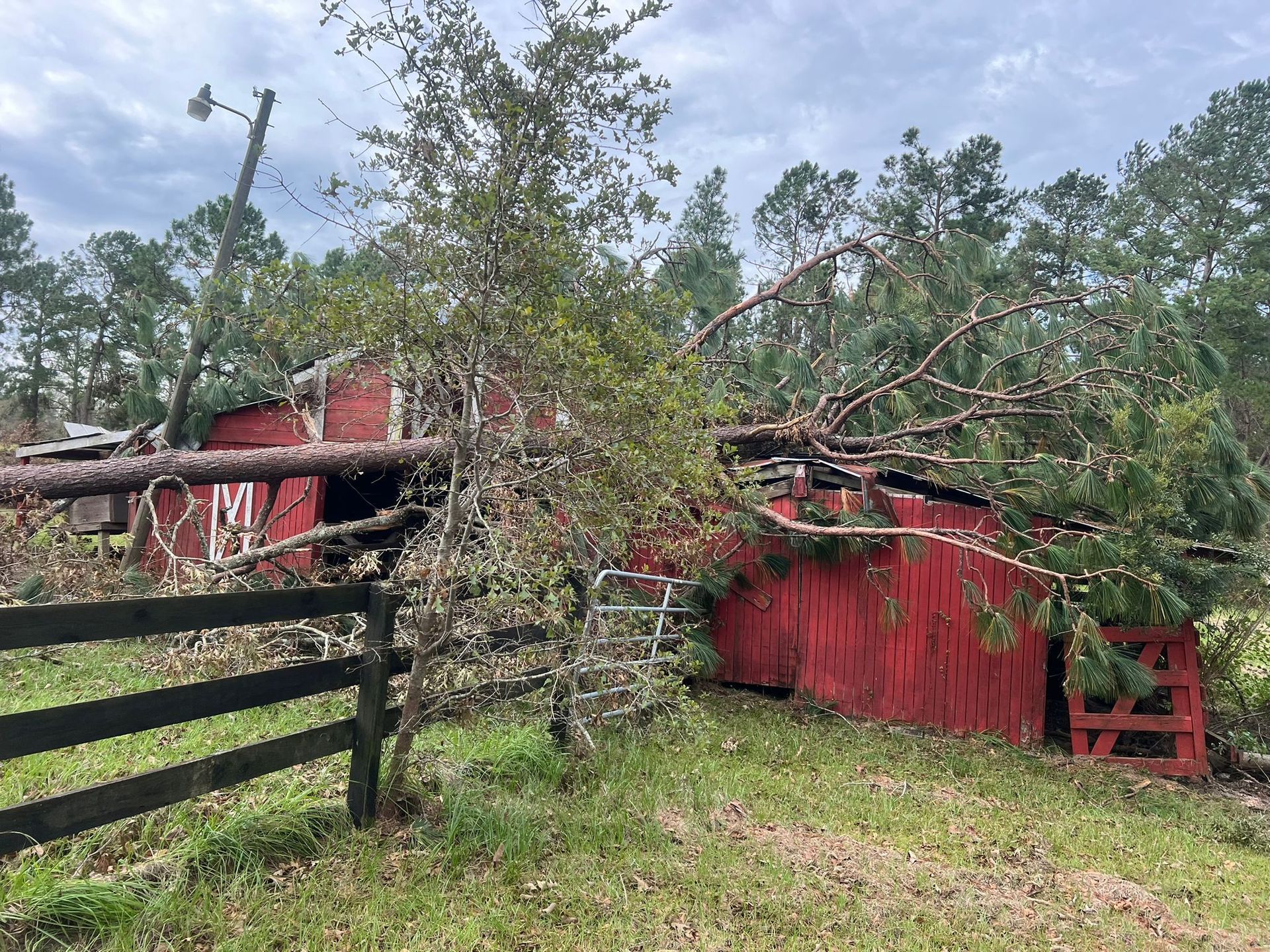 A red barn with a collapsed roof due to a large fallen pine tree in a rural, wooded setting.
