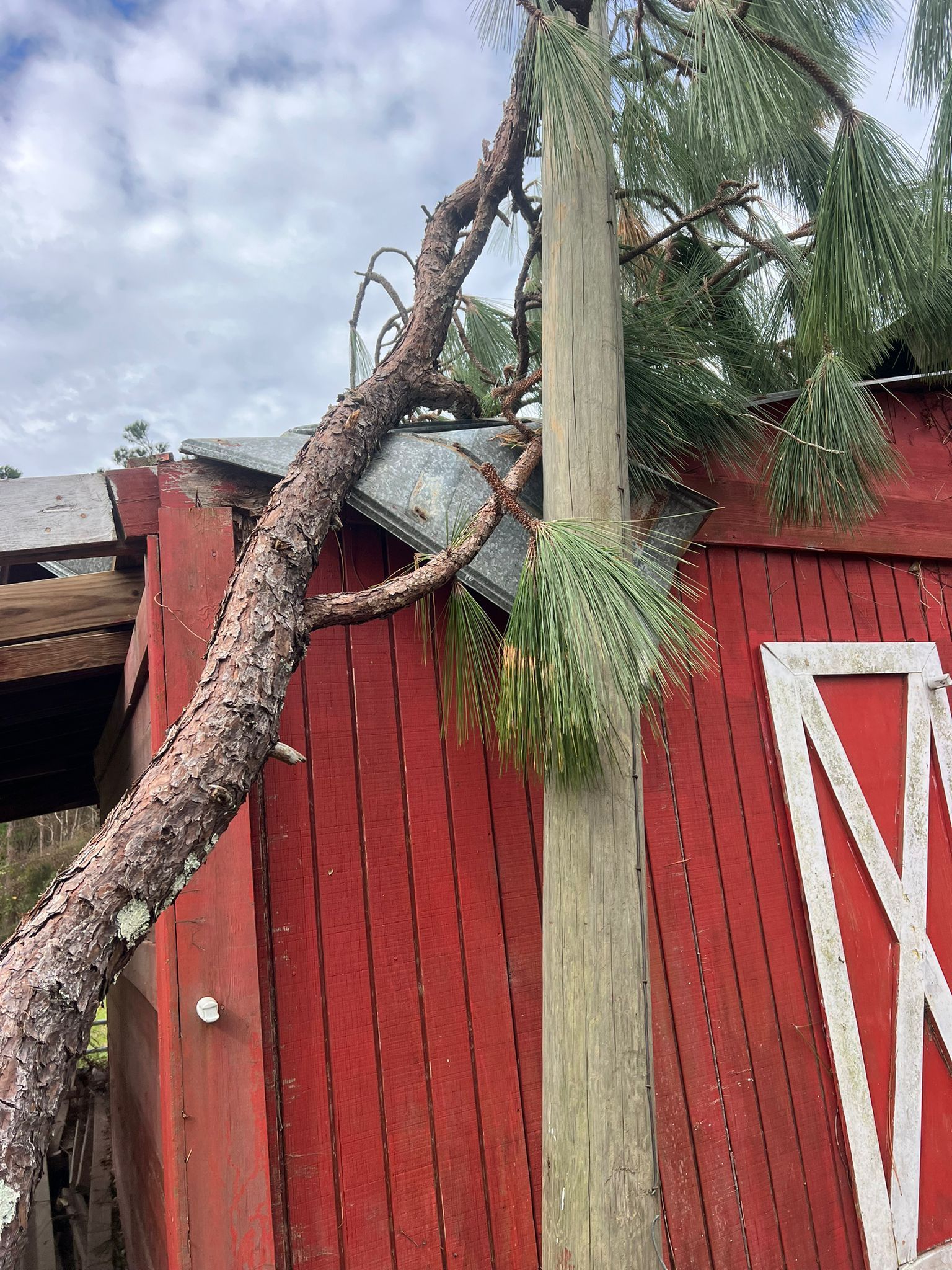 A fallen pine tree branch rests on the damaged roof of a red barn with a white wooden door.