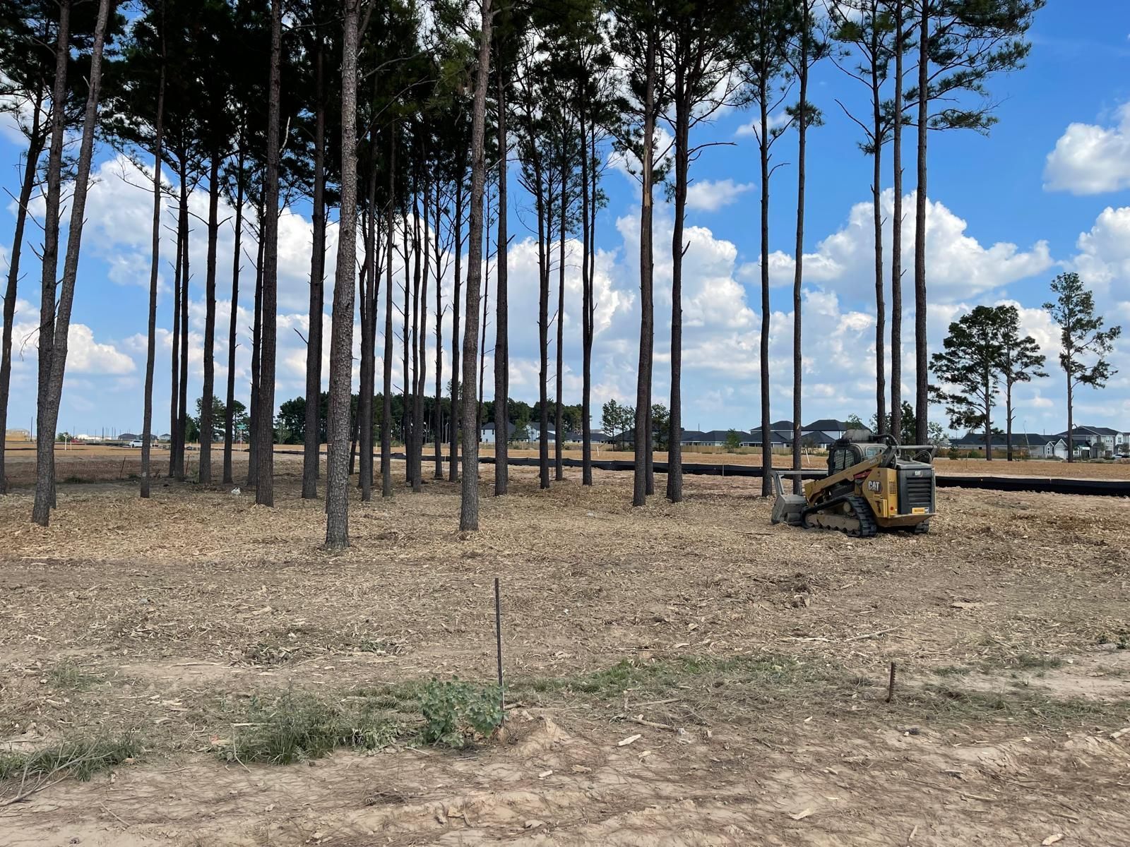 A yellow skid steer tractor clears land in a grove of tall pine trees under a blue sky with white clouds.