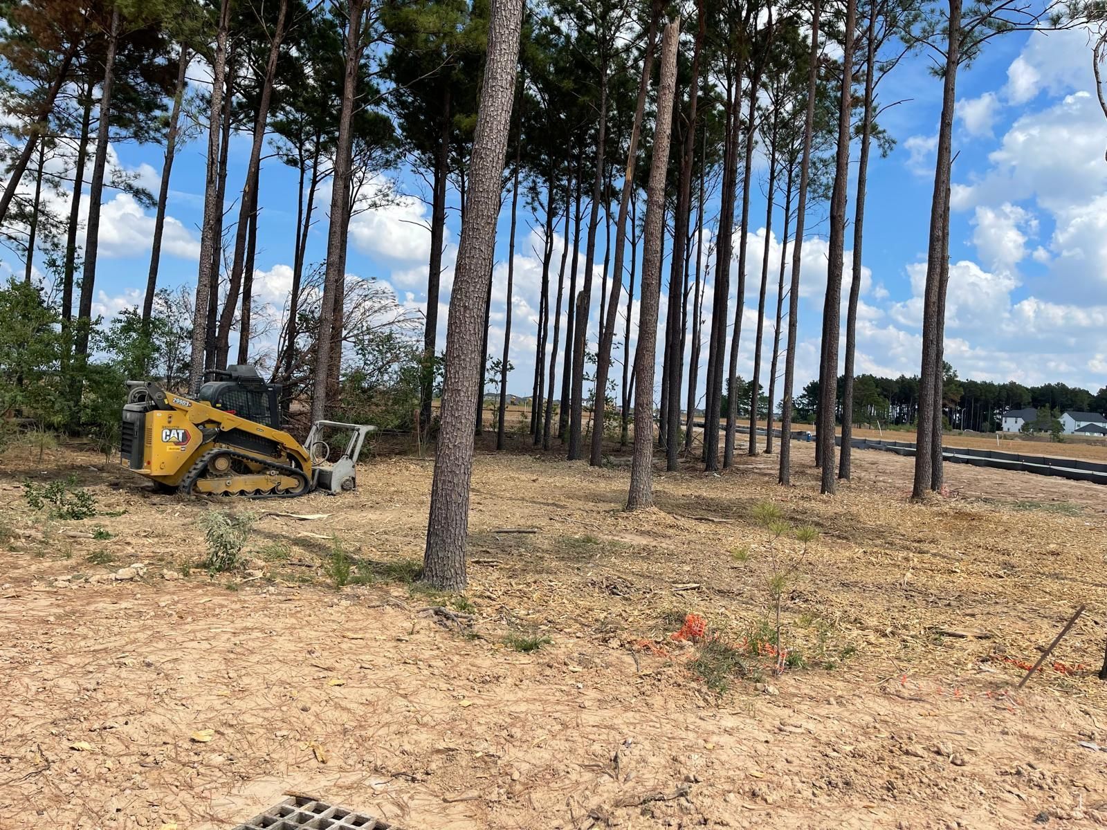 A yellow Caterpillar skid steer parked in a cleared sandy lot beside a line of tall pine trees under a blue sky.