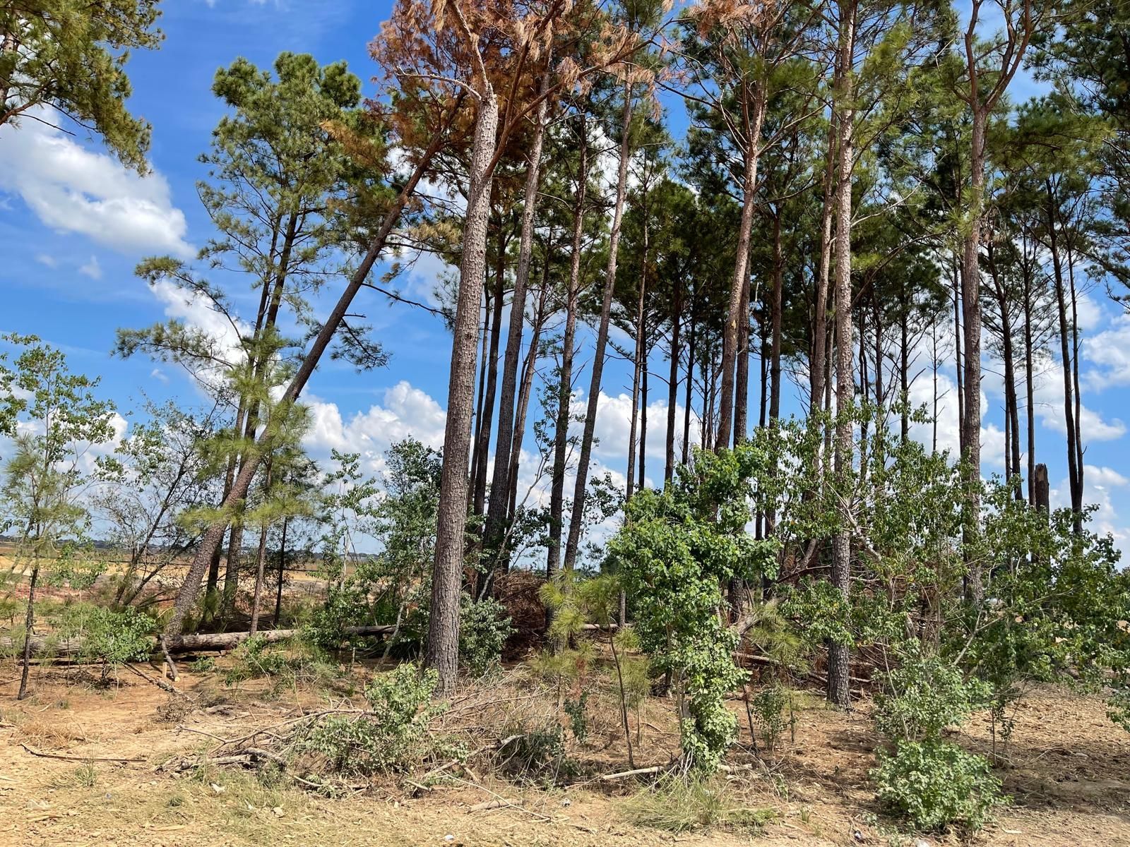 Tall pine trees with some brown, dying foliage stand in a clearing under a blue sky with white, scattered clouds.