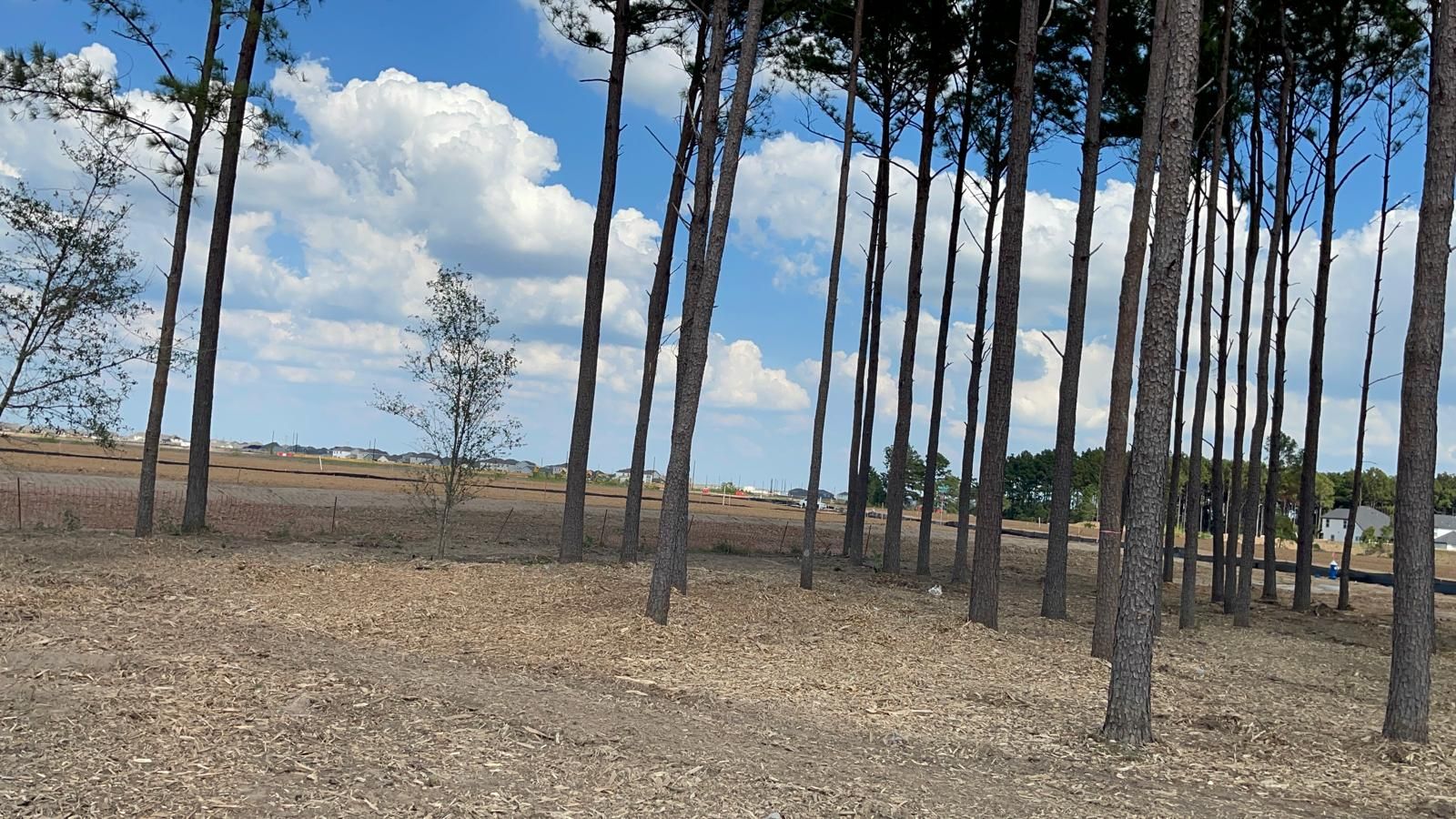 A line of tall, slender pine trees stands in a dry, cleared field under a bright blue sky with scattered clouds.