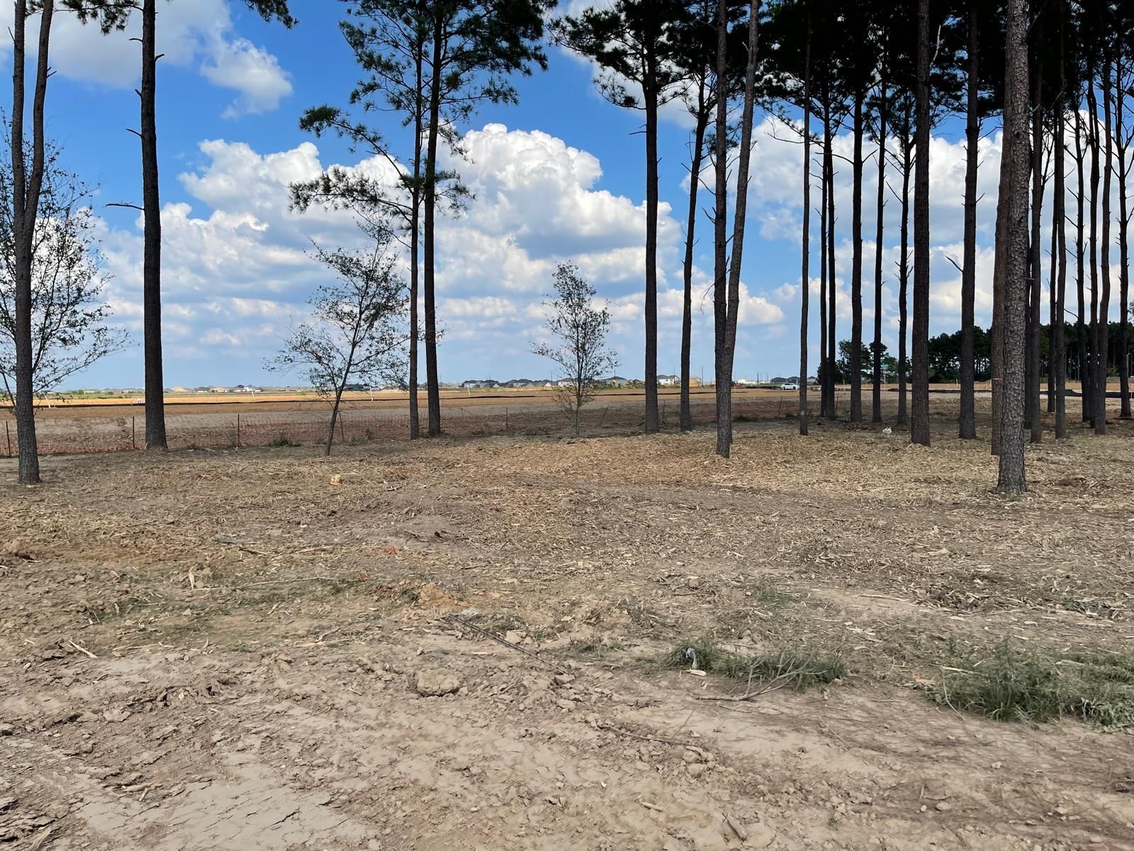 A grove of tall pine trees stands on a dry, sandy field under a blue sky with white clouds.