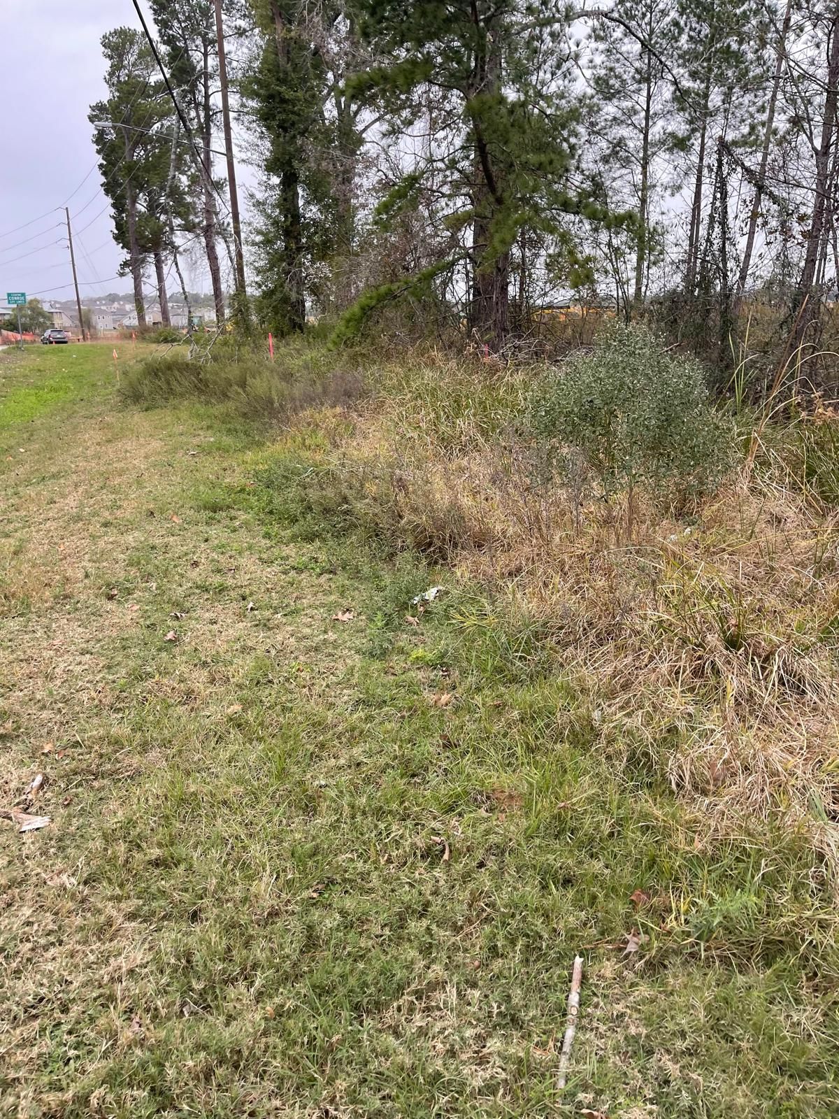 A grassy roadside verge leads to a dense line of trees under a cloudy sky.