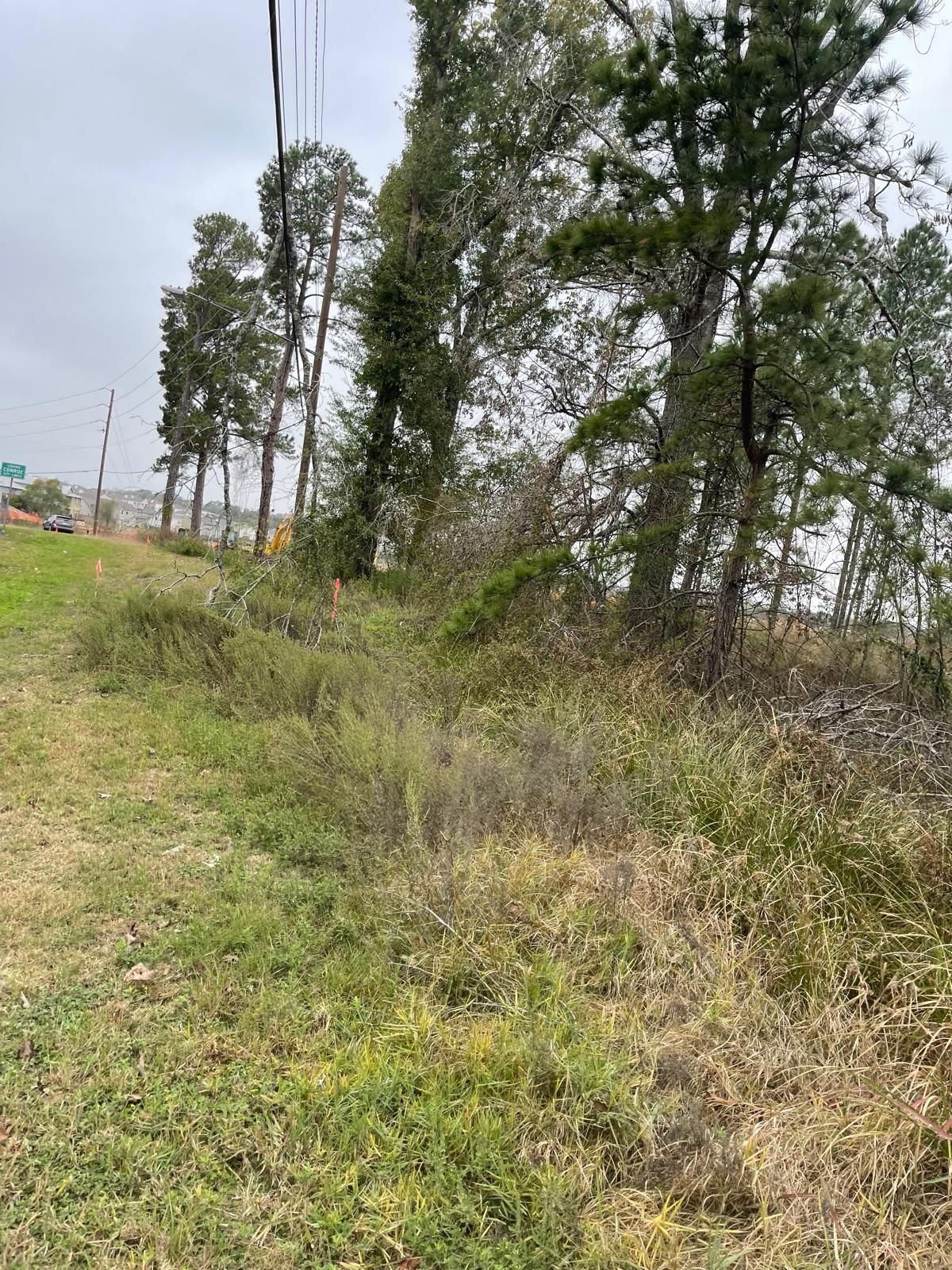 A grassy field slopes toward a line of tall pine trees under an overcast, gray sky.