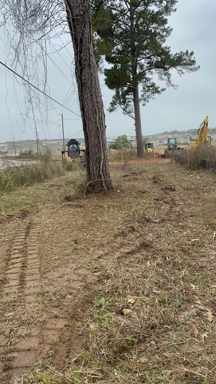 Construction equipment clears a wooded lot with a large pine tree in the foreground under a cloudy sky.