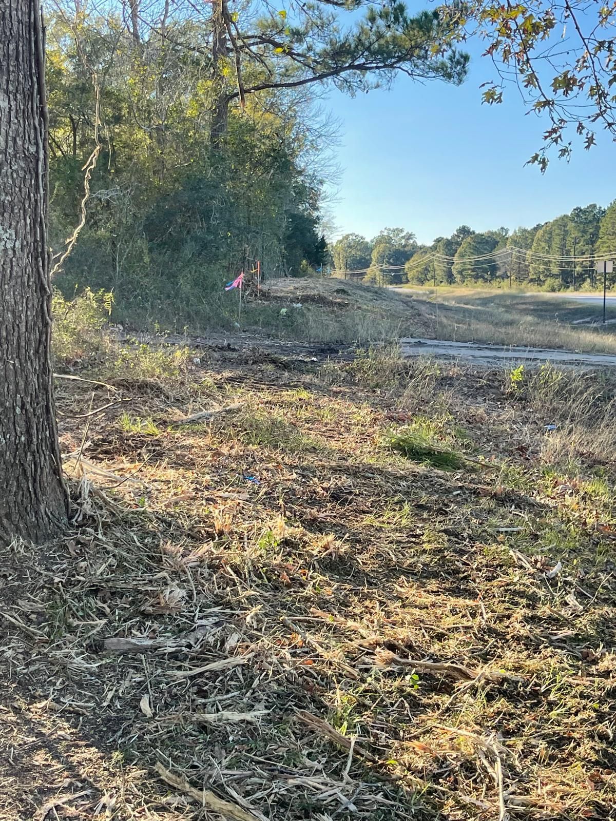 A wide shot of a cleared, debris-covered forest floor under a clear blue sky, bordering a distant highway and treeline.