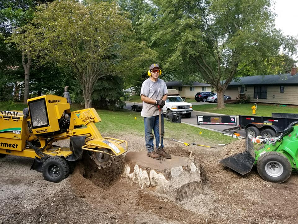 Worker using a stump grinder beside a large tree stump in a residential yard with trucks and tools nearby