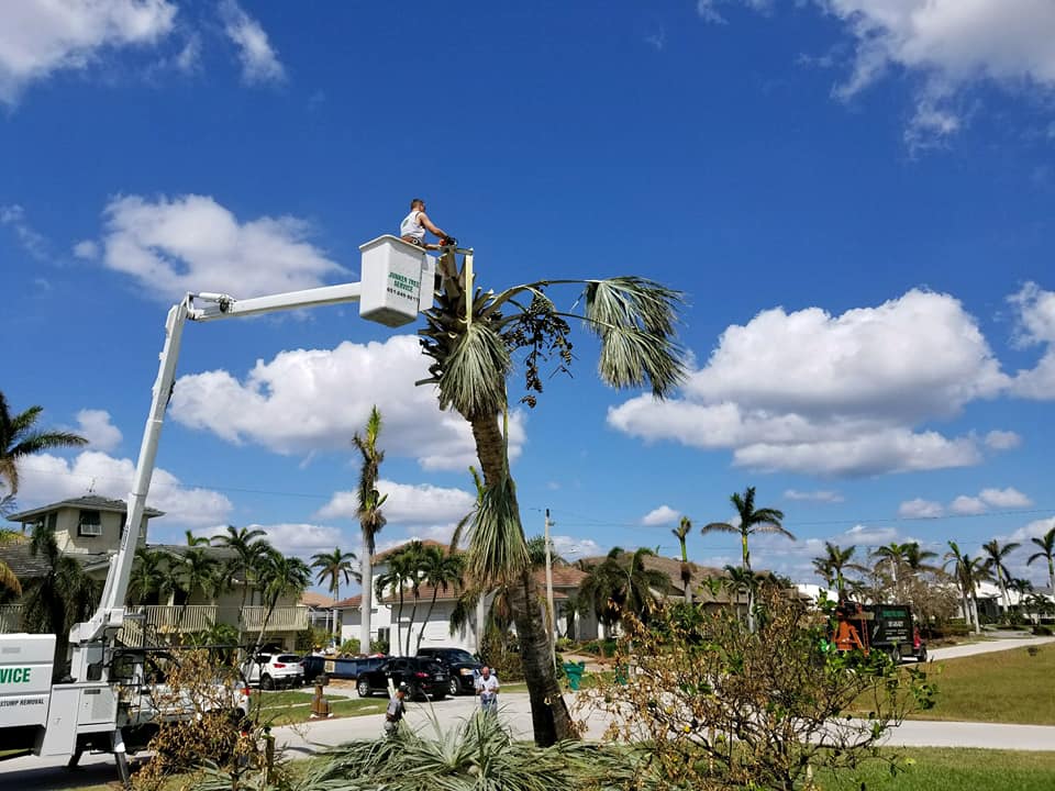 Workers trimming palm trees from a bucket lift on a sunny suburban street under a blue sky.
