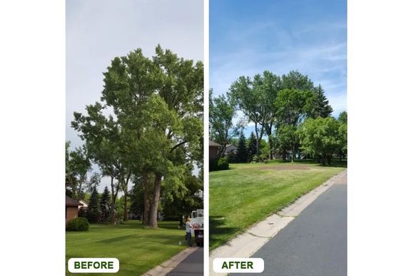 Tree removal before and after pictures