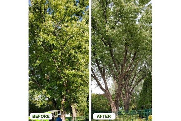 Tree trimming before and after pictures