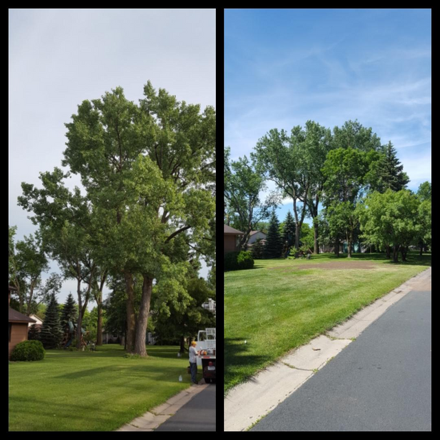 tree removal before and after