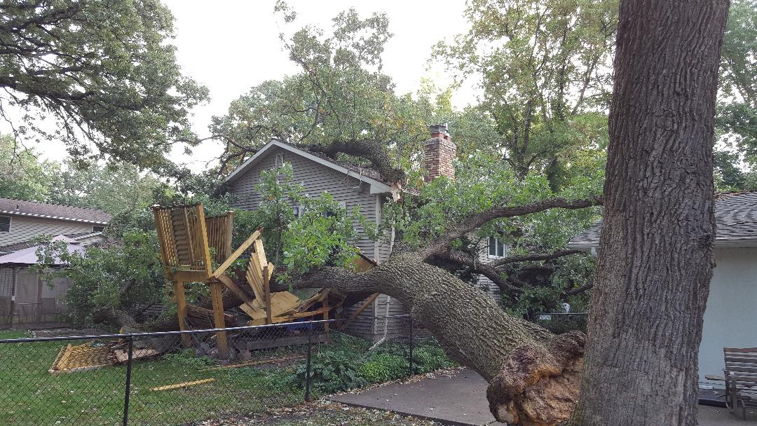 Fallen tree branch resting across a yard near a house and yellow equipment, with another large tree in the foreground