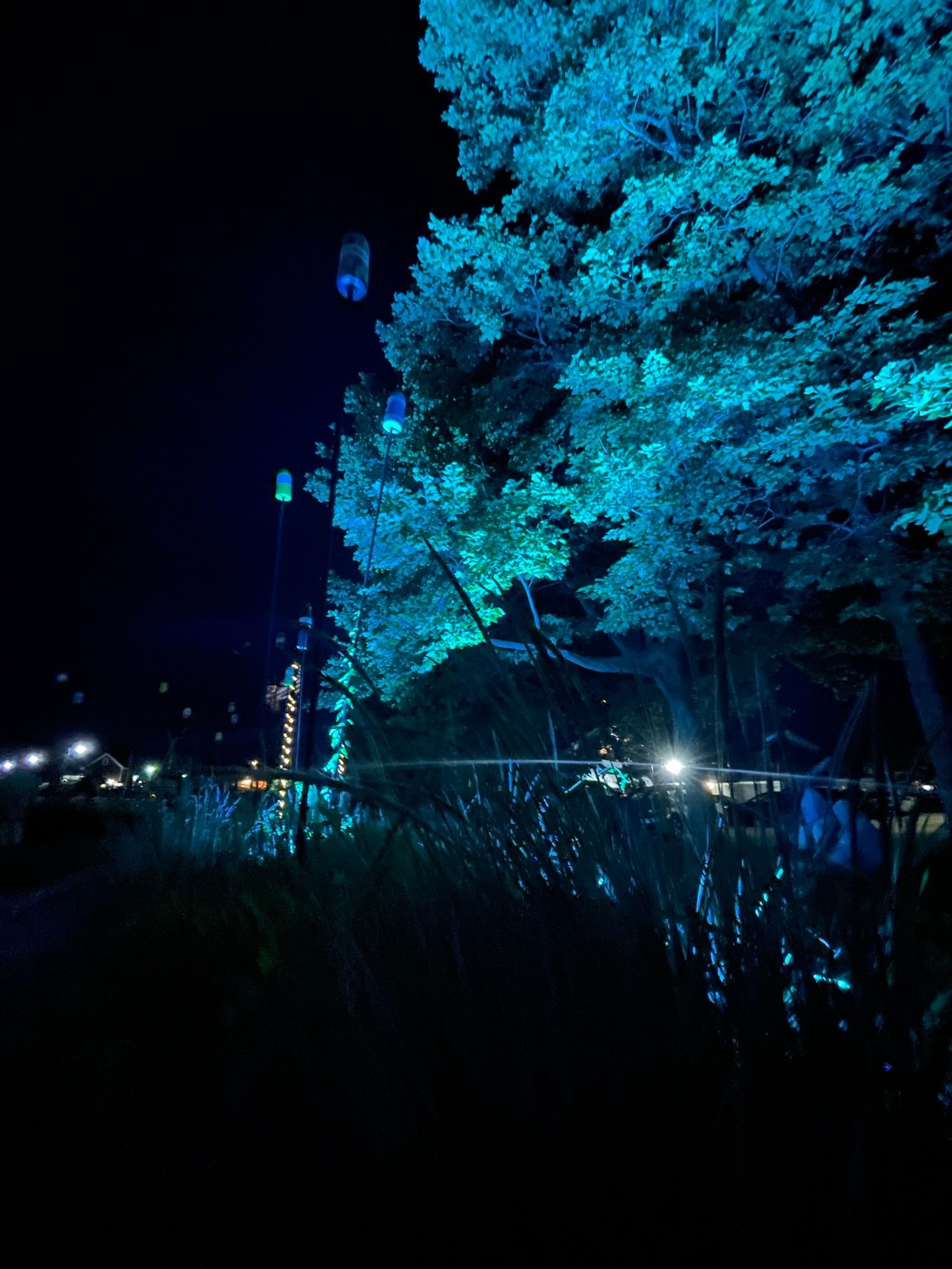 Night scene of teal-lit tree, with path and lights in the distance.