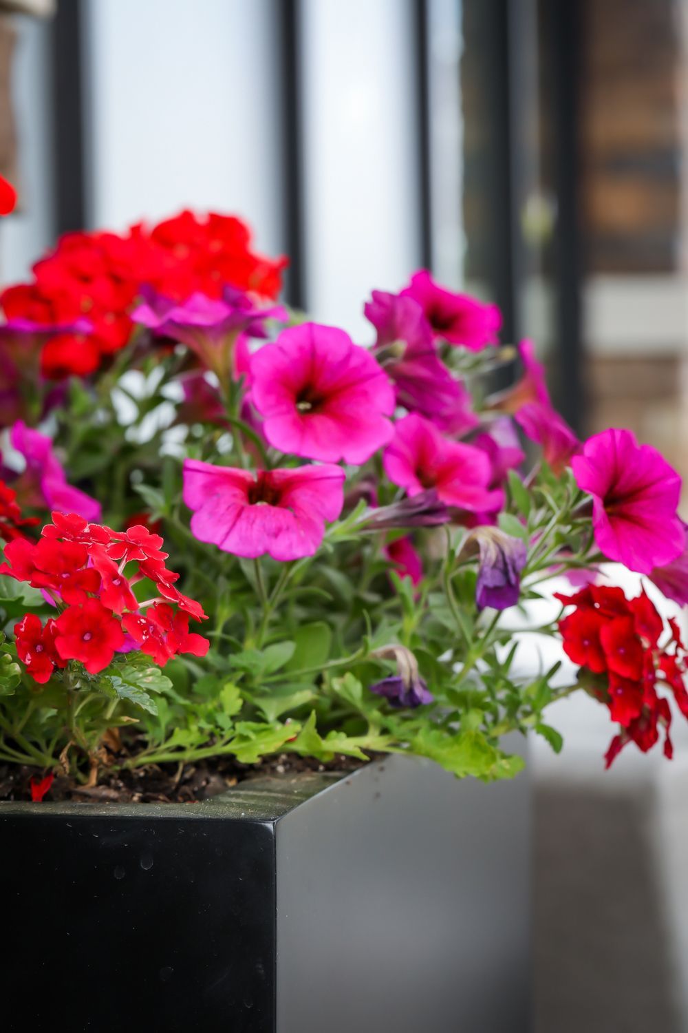 Red and magenta petunias bloom in a black square planter by a window.