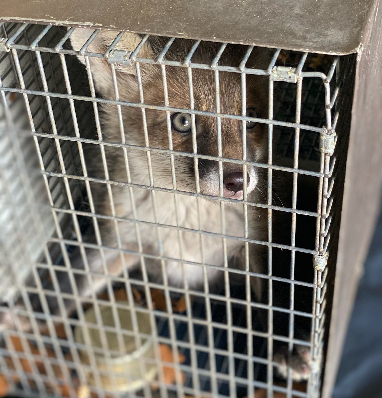 Red squirrel eating a nut in a grassy field.