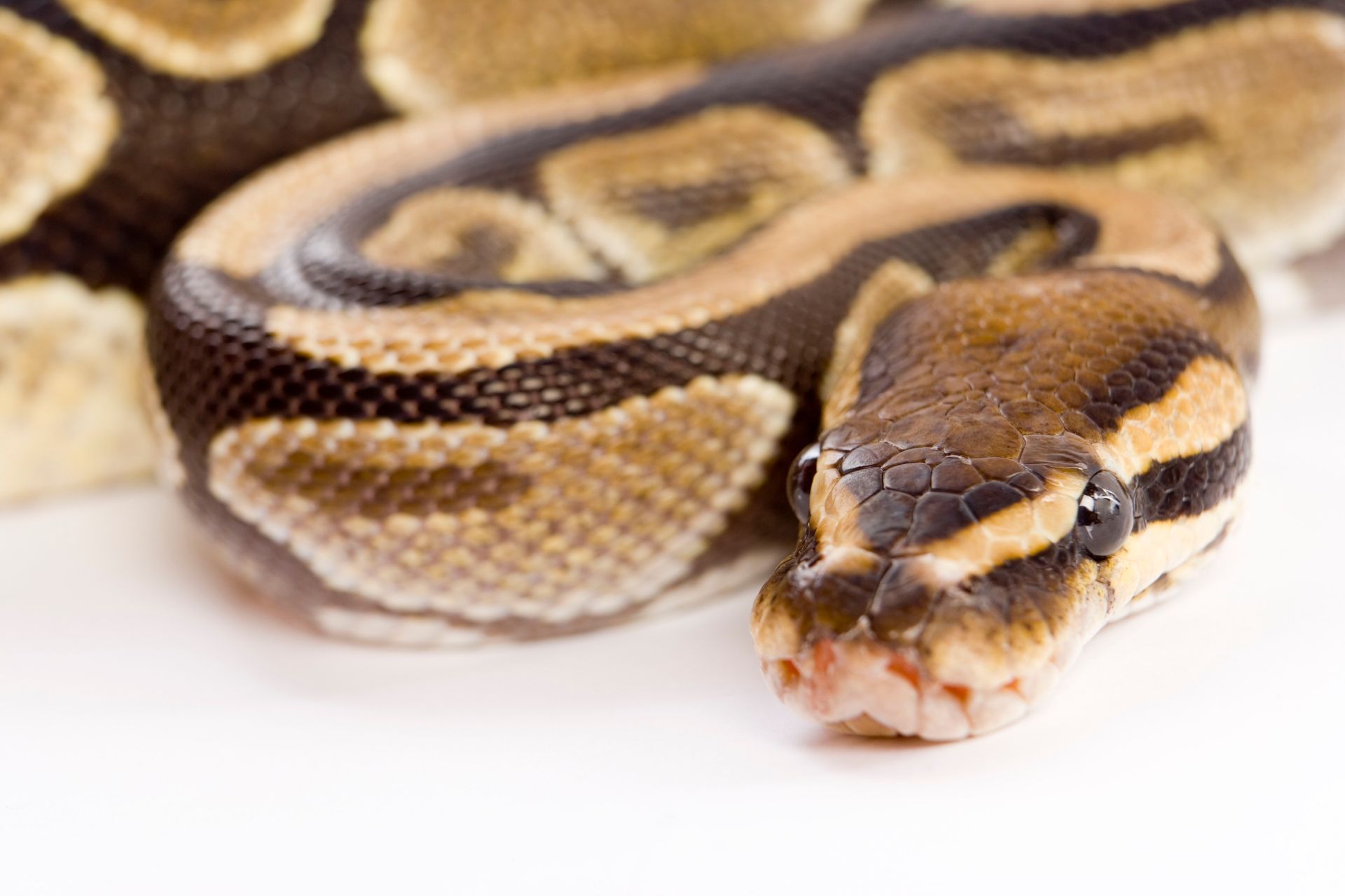 wildlife removal