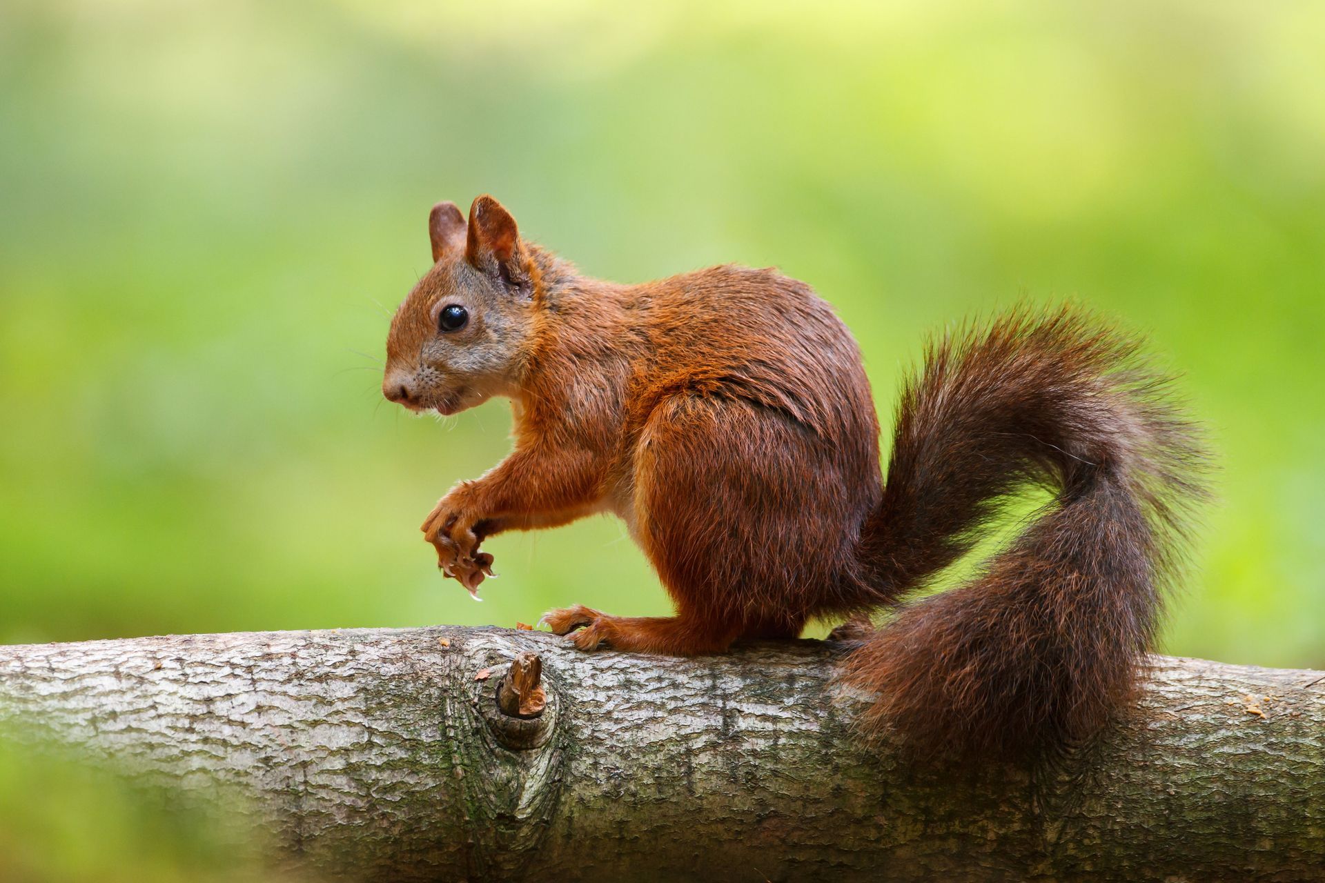 squirrel removal