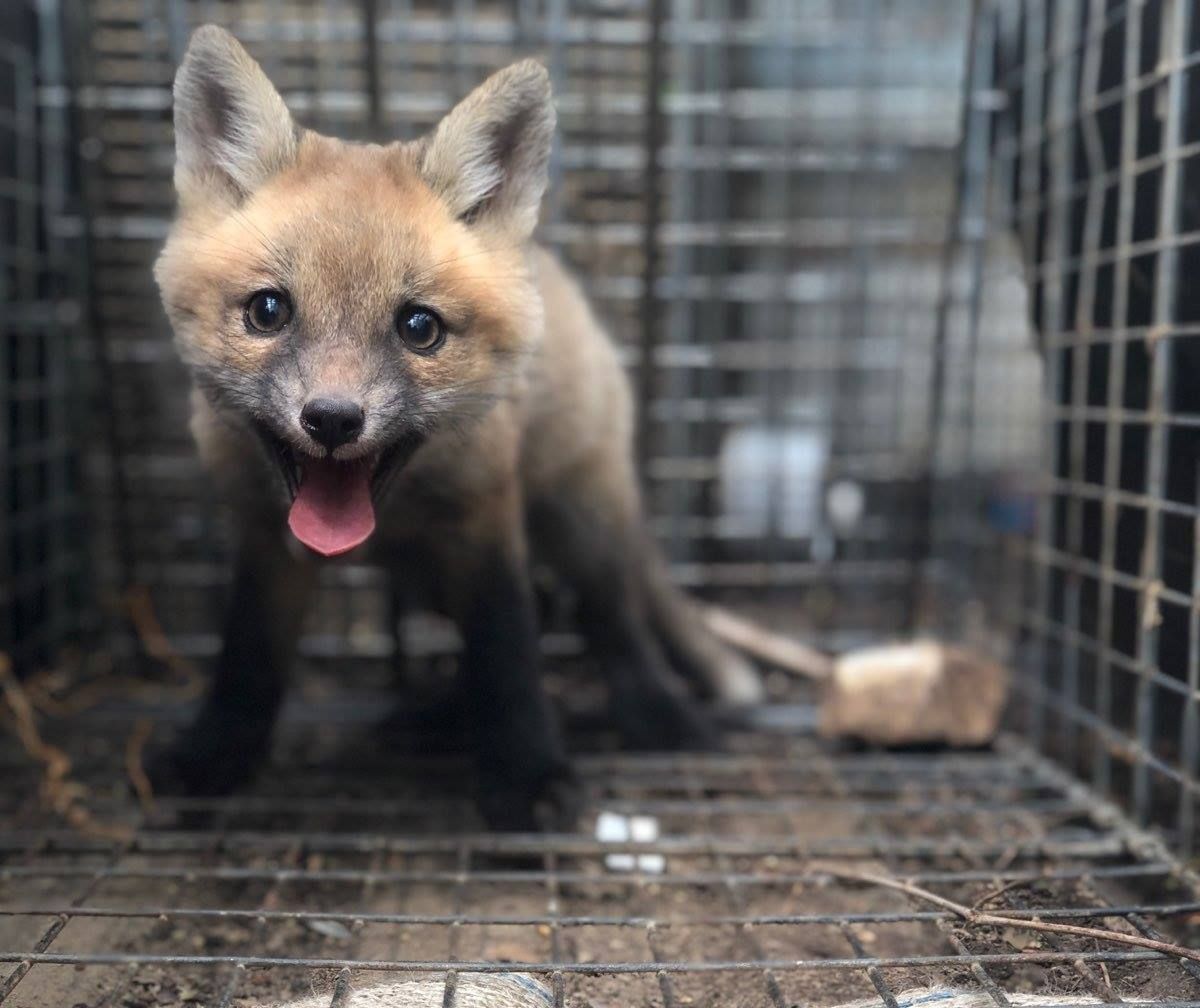 Fox cub with open mouth, panting in a wire cage. Brown fur, black legs, pink tongue.