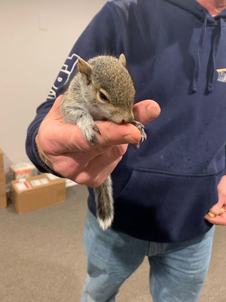 Person holding a gray squirrel in their hand, indoors. The squirrel is eating something.