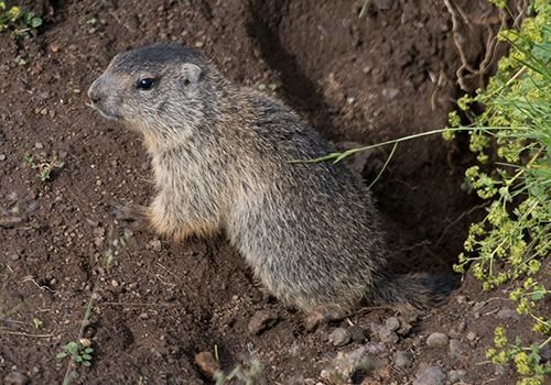 A groundhog sits near its burrow in dirt and plants, looking left.