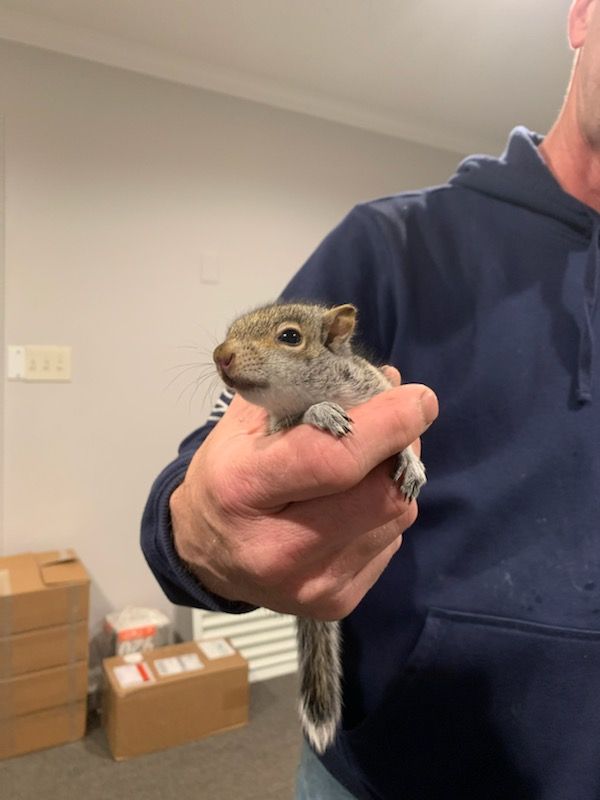 Man in blue hoodie holds a gray squirrel with white-tipped tail indoors, near cardboard boxes.