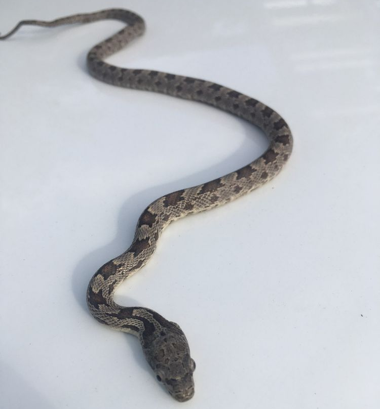 Brown and gray snake on a white surface, patterned scales visible.