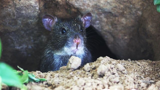 A black and white rat peeks out from a dirt burrow, looking forward.