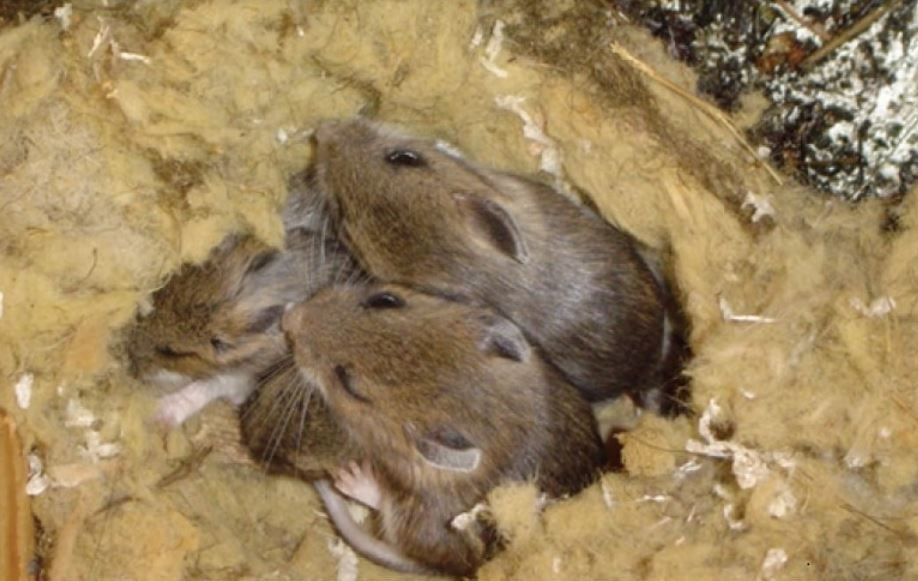 Four baby mice huddled together in a nest of soft, yellow material.