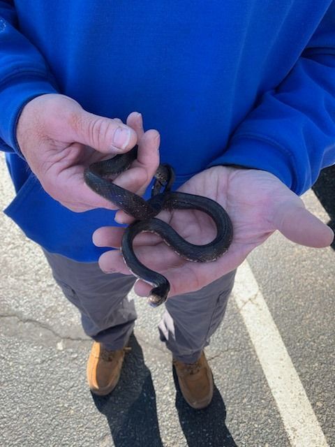 Person in blue holding a small, dark snake. The snake is curled. Outdoors.