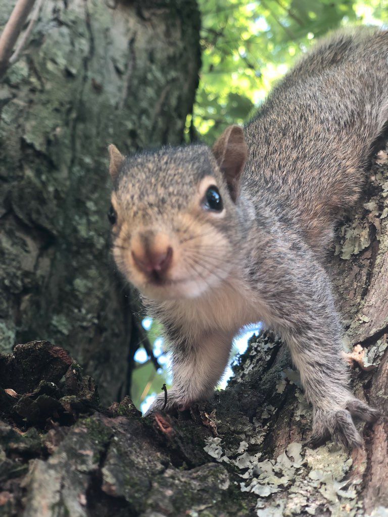 Gray squirrel perched in a tree, looking directly at the camera with a curious expression.