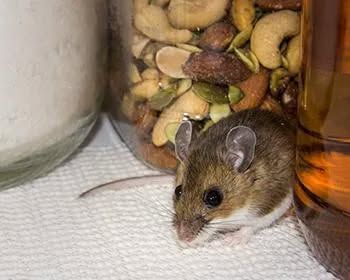 Mouse near jars of nuts and liquid, on white paper.