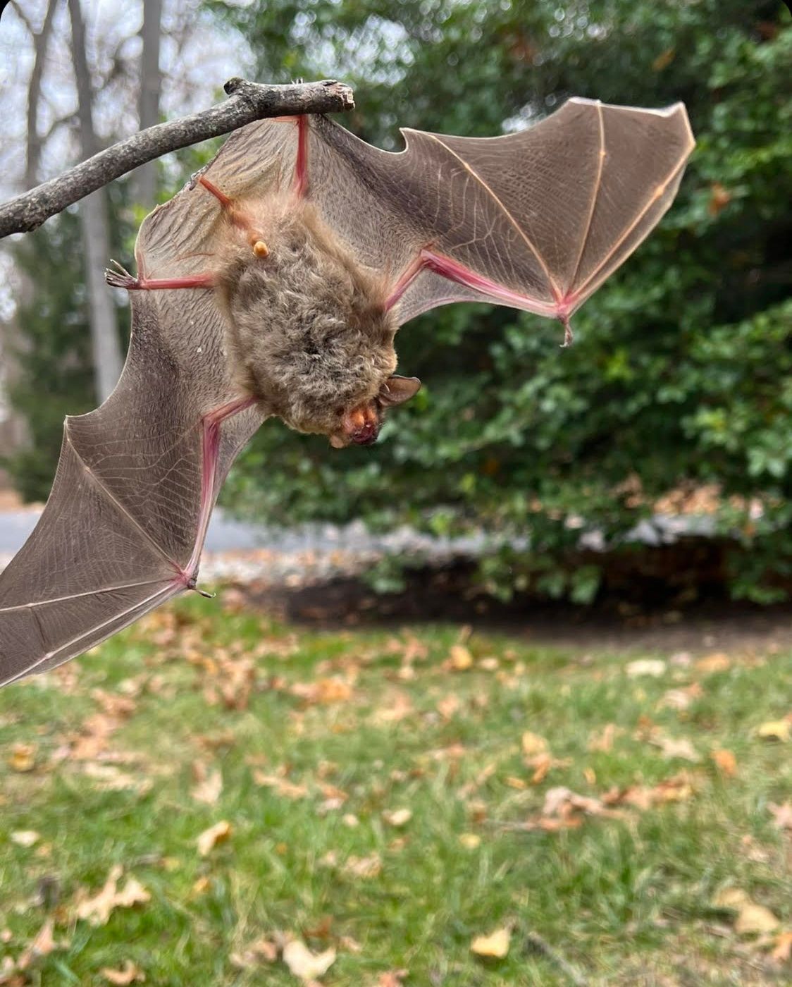 Bat hanging upside down from a tree branch, wings spread, outdoors with grass and trees.