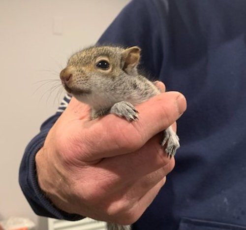Gray squirrel held gently in a person's hands; indoors.