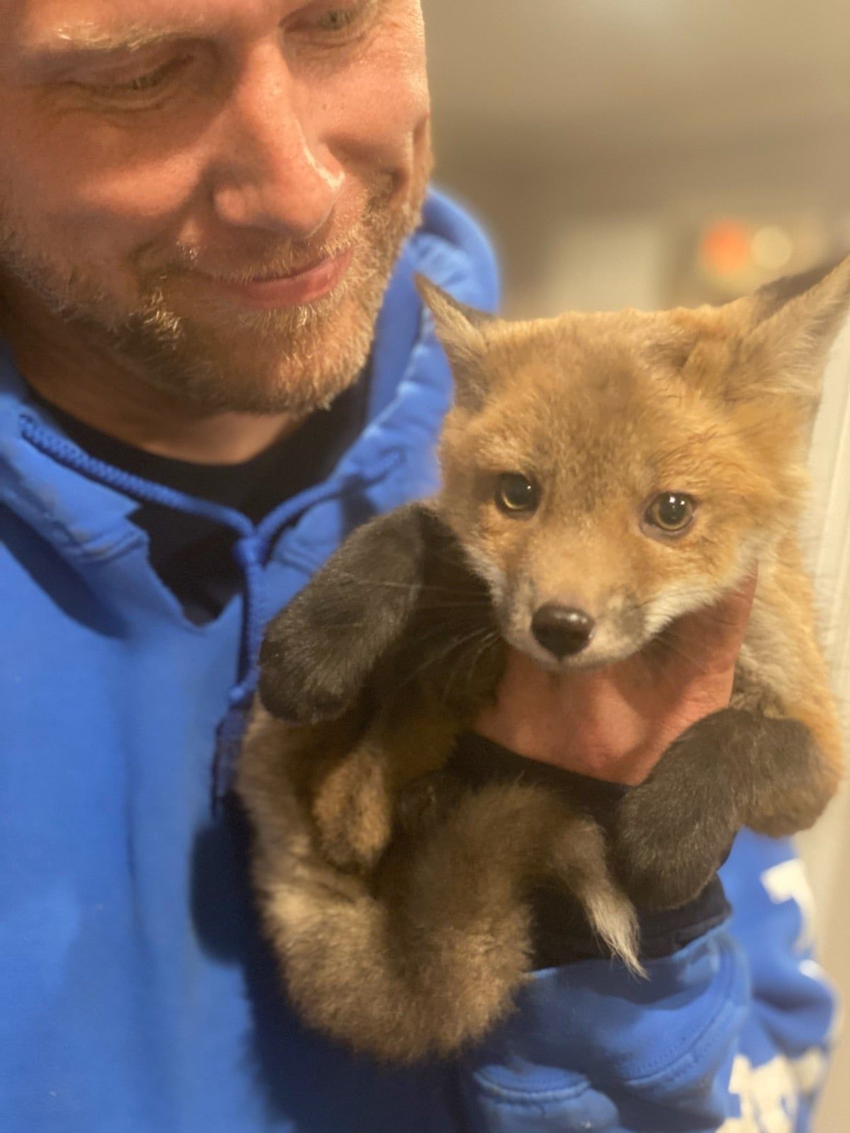 Man in blue hoodie holding a small fox cub, both looking at the camera.