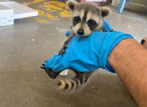 Baby raccoon held by a gloved hand. Raccoon has black eye markings and striped tail.