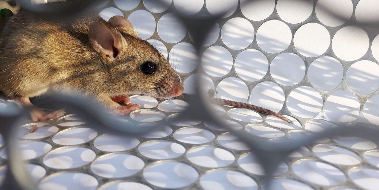 A mouse sits inside a cage against a plain white background, showcasing its small size and delicate features.