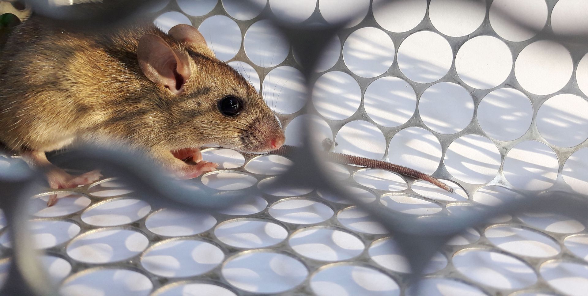 A mouse sits inside a cage against a plain white background, showcasing its small size and delicate features.