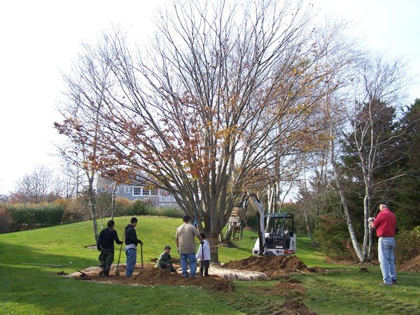 Transplanting Trees