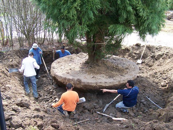 Transplanting Trees