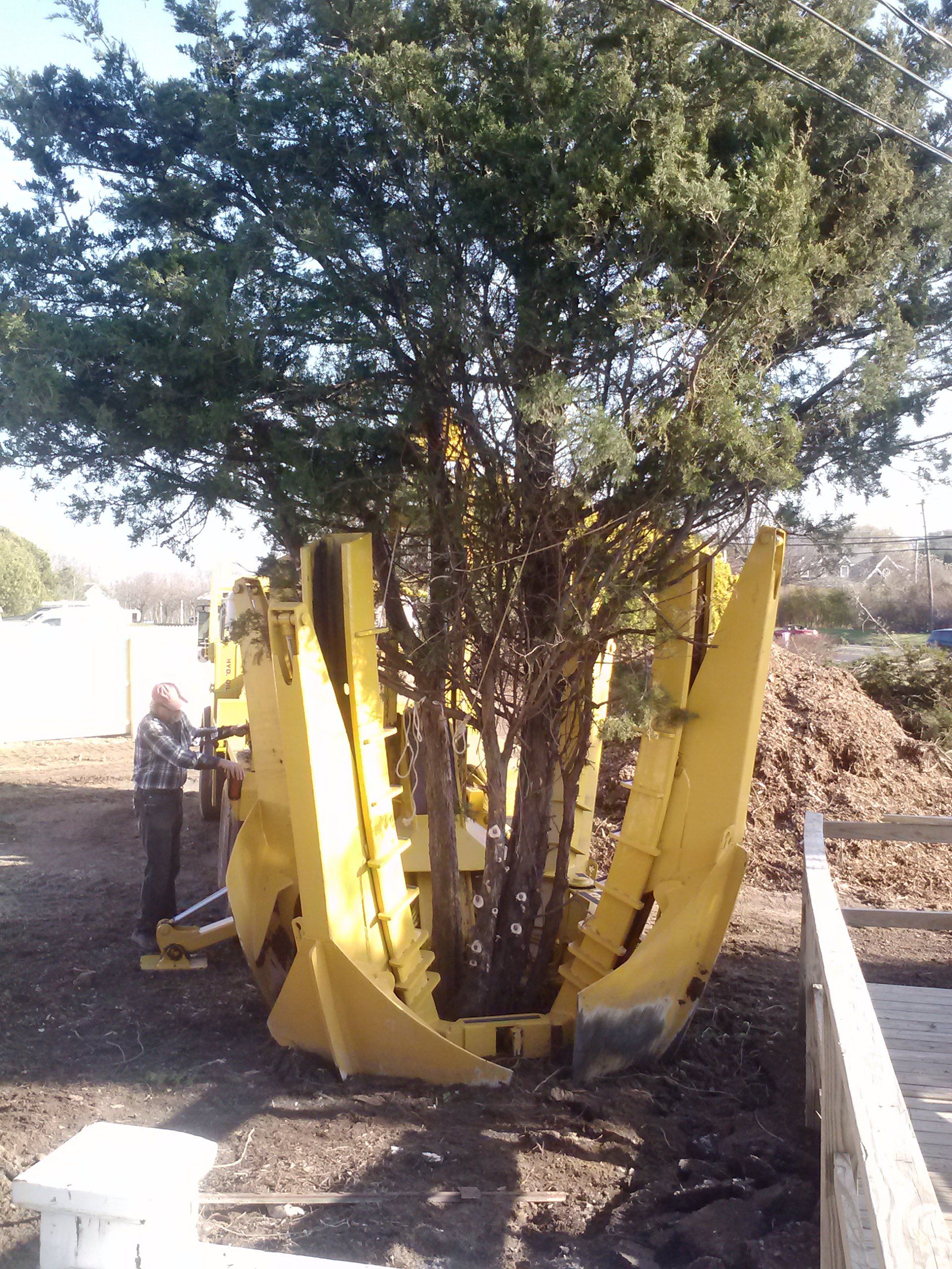 Transplanting Trees