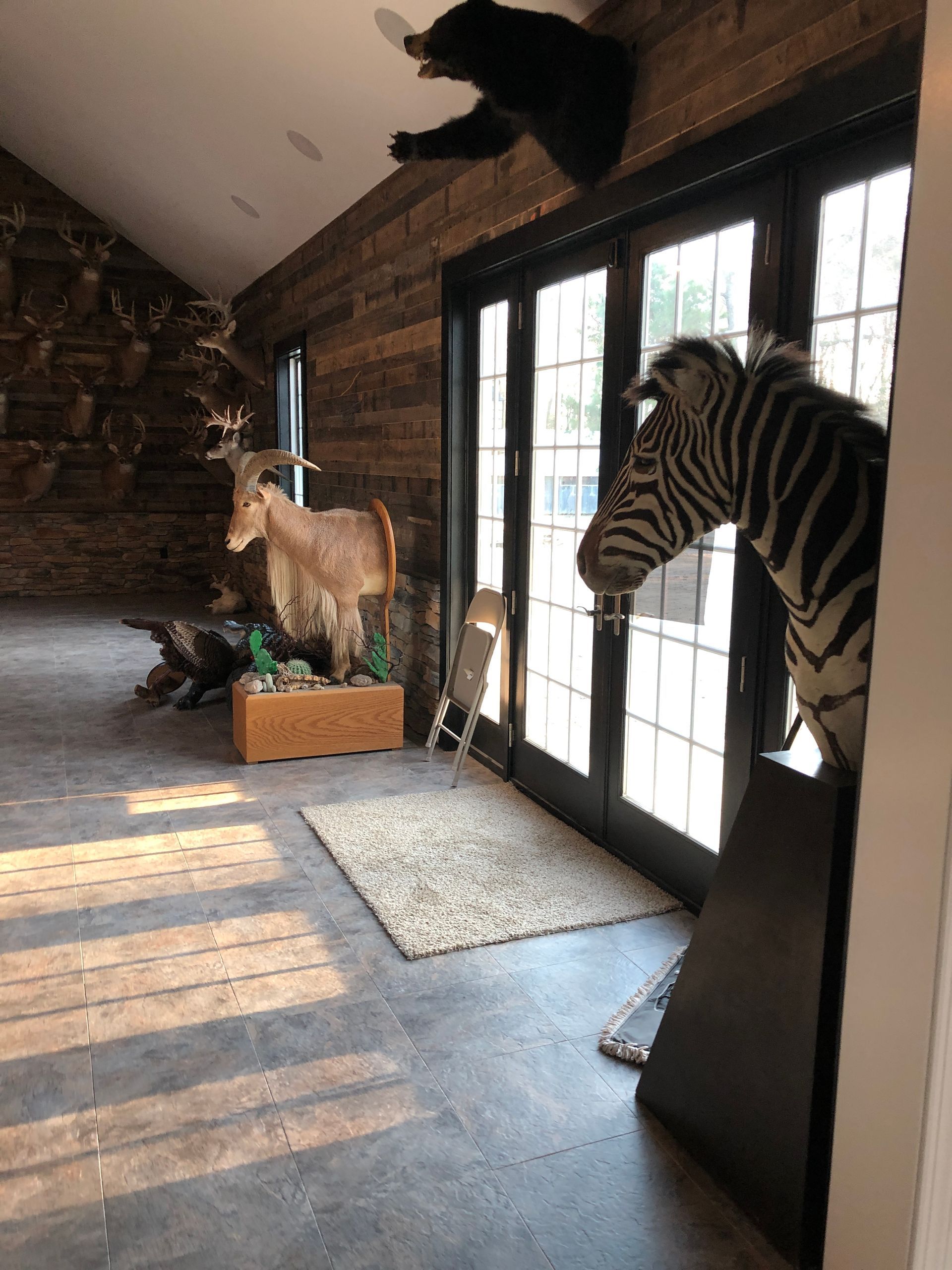 Zebra peeking through a doorway in a sunlit room with a deer statue and a black cat on a wall shelf.